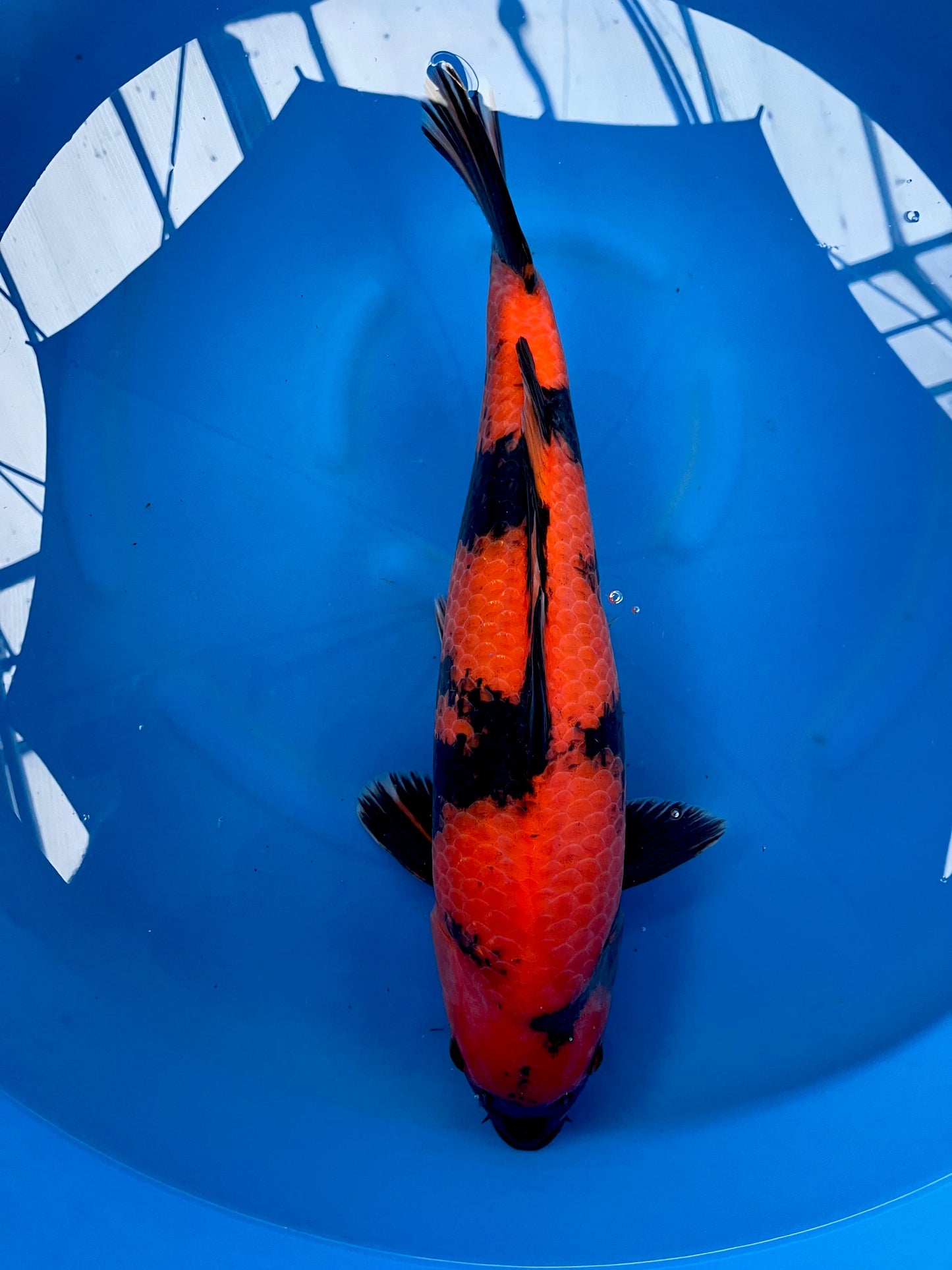 HQ Hi Utsuri 47cm | SHINODA