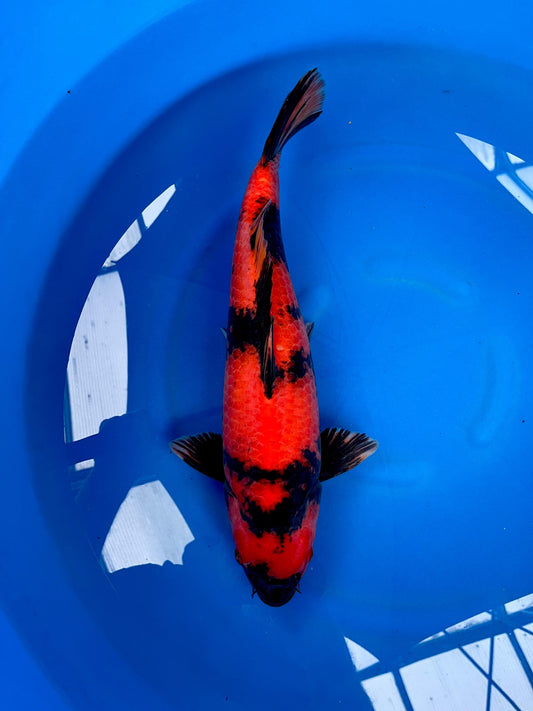 HQ Hi Utsuri 46cm | SHINODA