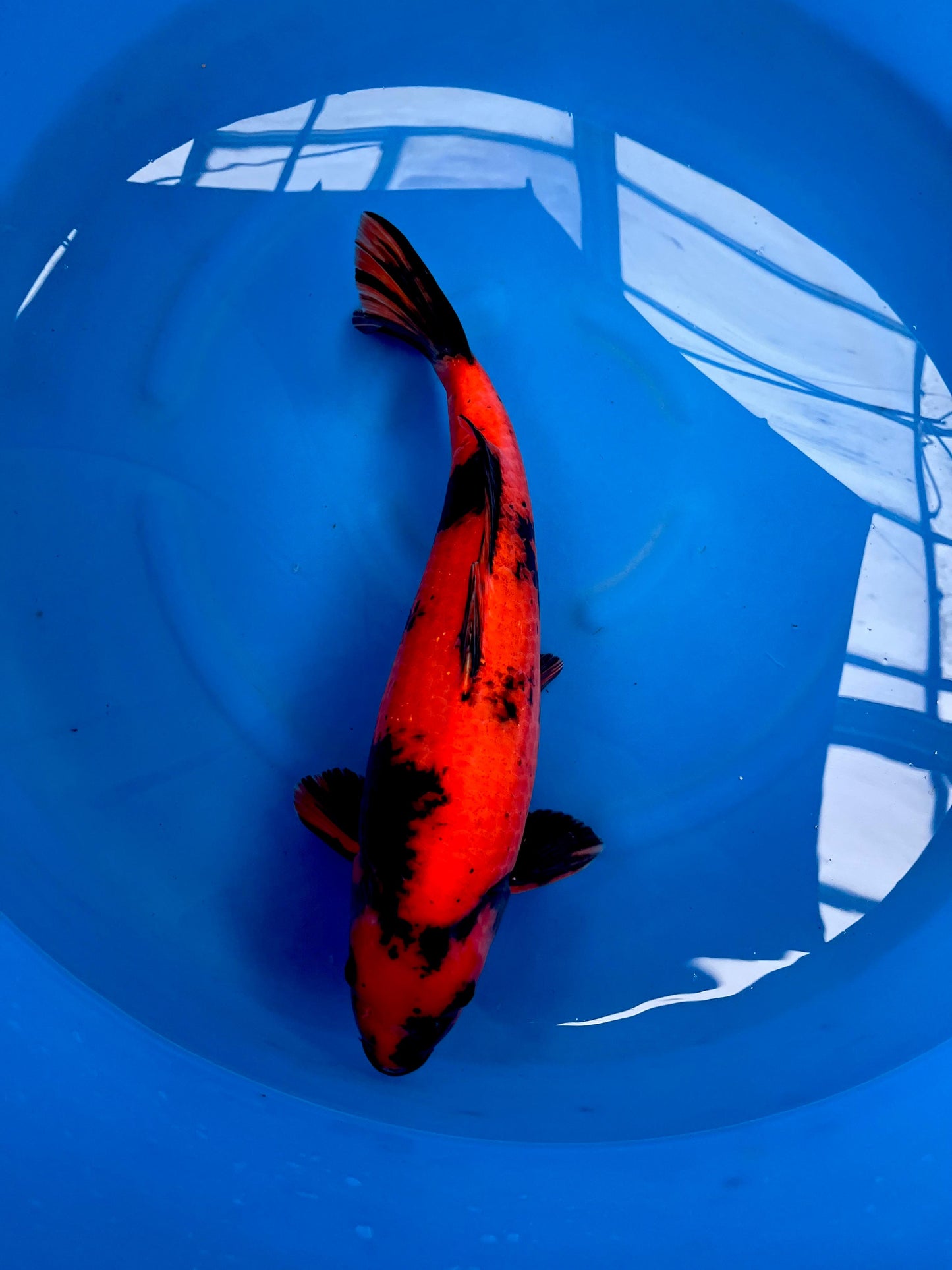 HQ Hi Utsuri 47cm | SHINODA