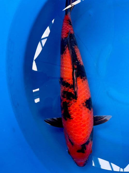 HQ Hi Utsuri 51cm | SHINODA