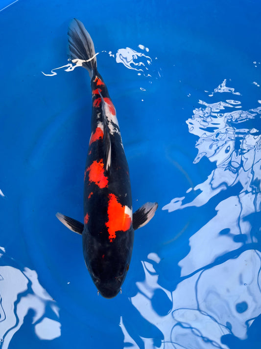 HQ Showa 58cm | HIRASAWA