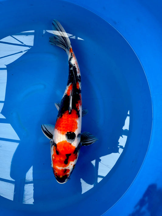 HQ Showa 60cm | HIRASAWA