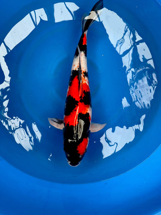 HQ Showa 55cm | HIRASAWA