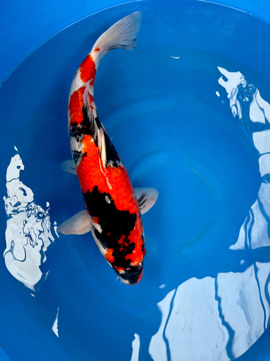 HQ Showa 57cm | HIRASAWA