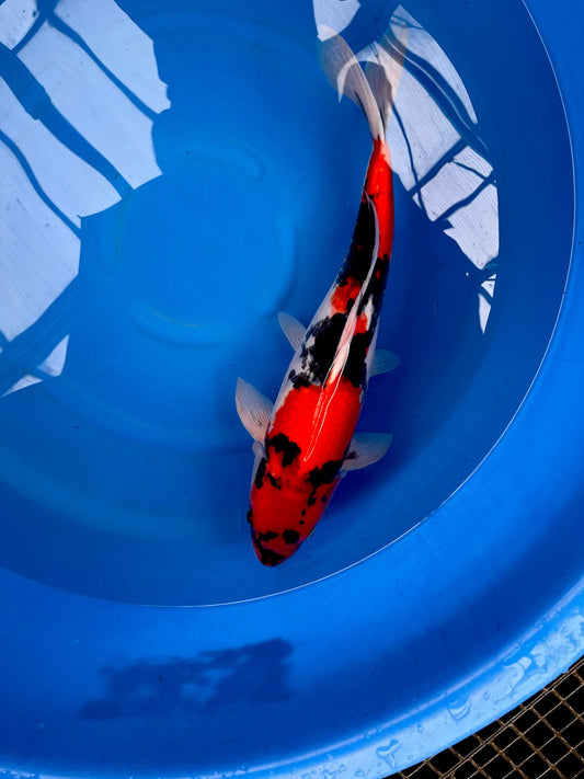 HQ Showa 59cm | HIRASAWA