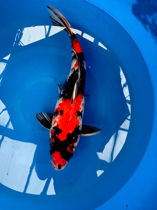 HQ Showa 58cm | HIRASAWA