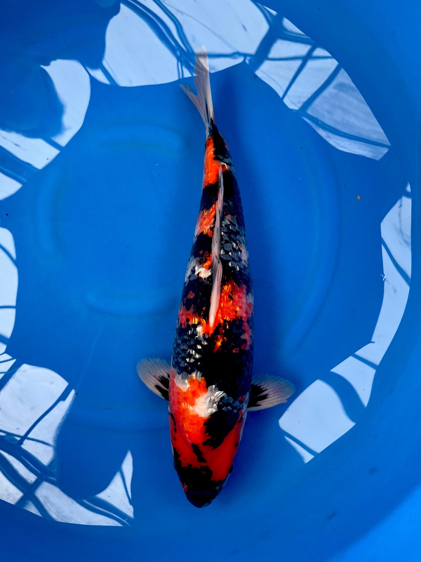 HQ Ginrin Showa 48cm | JAGENJI