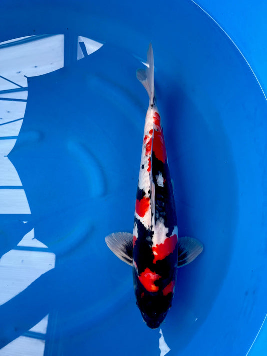 HQ D. Showa 45cm | CUNIASU