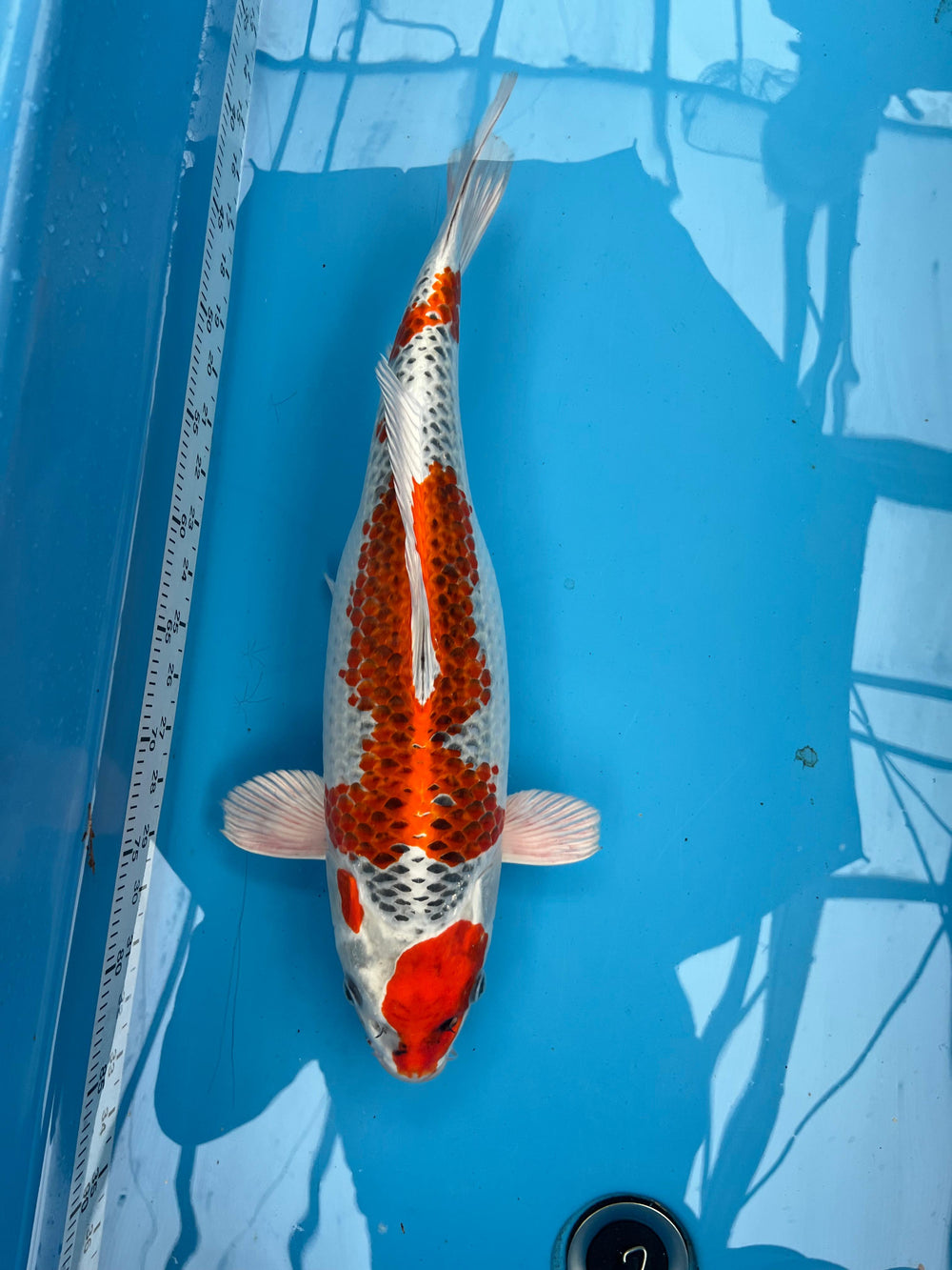 Red Kujaku 50cm | MARUSAI