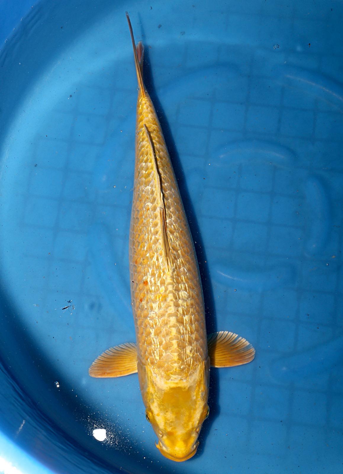 Marusaka Ginrin golden Mukashi 40cm + CERTYFIKAT