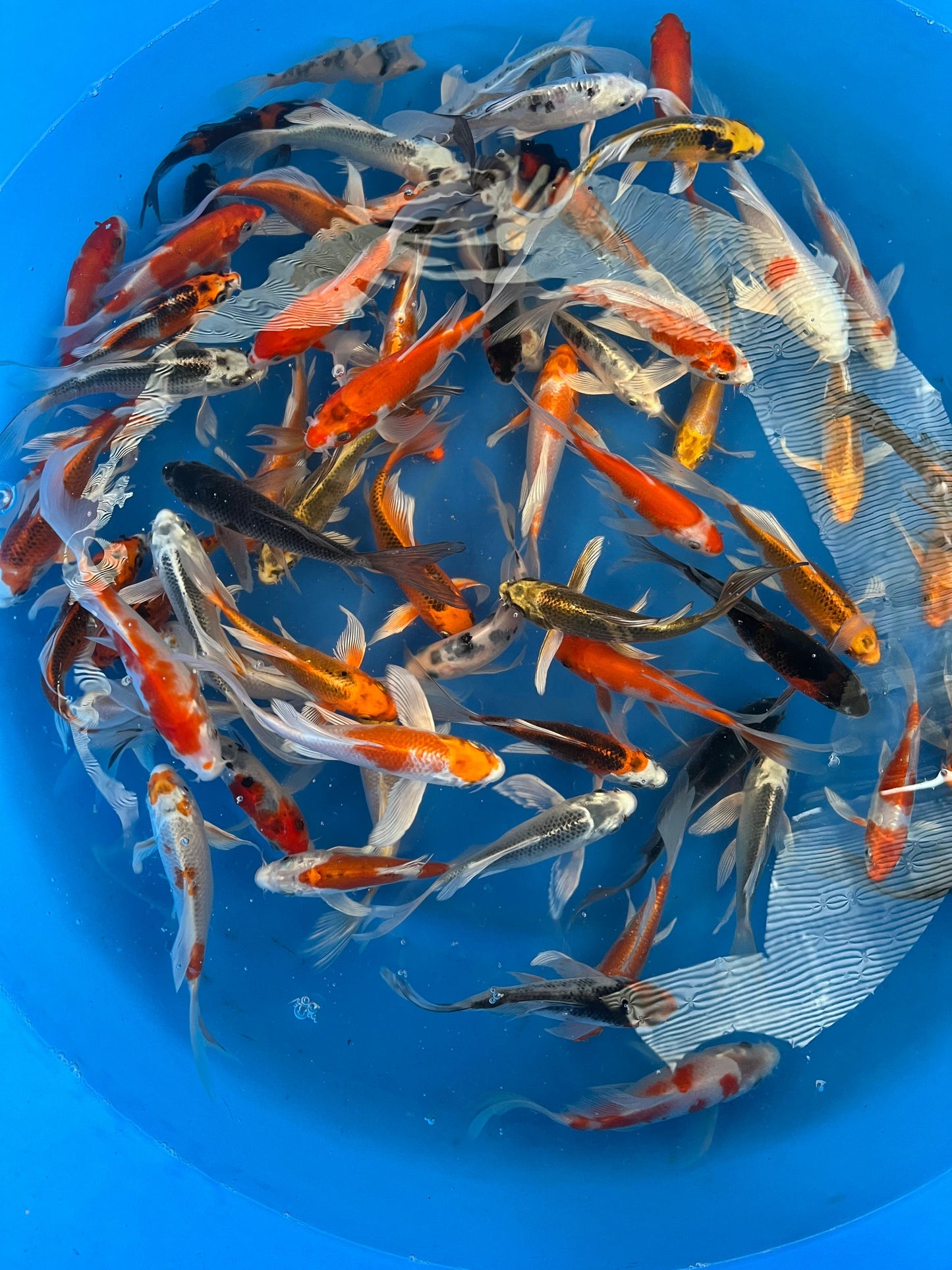 Mix box butterfly koi 16-21cm, 150zł/szt