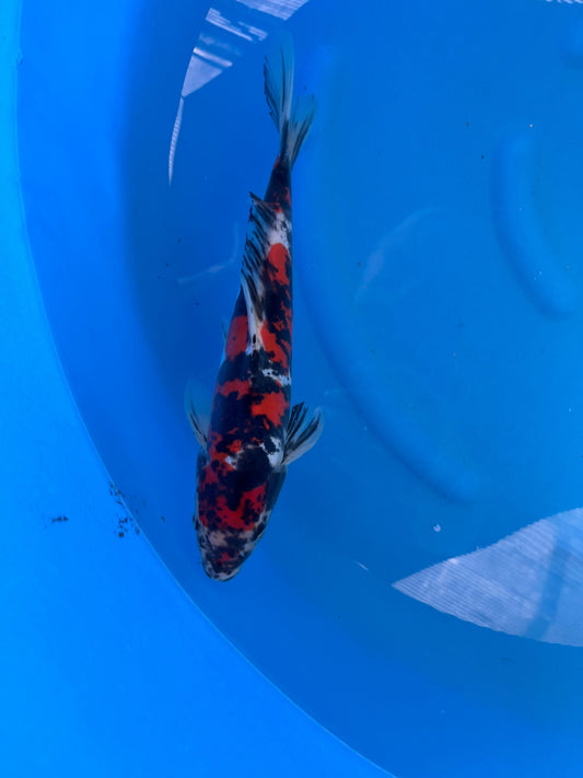 HQ D. Showa 28cm | CUNIASU