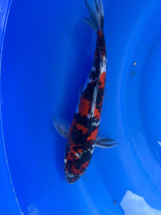 HQ D. Showa 29cm | CUNIASU